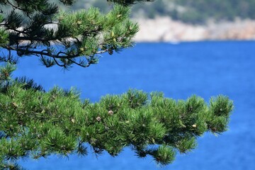 Gałęzie sosny pinii na tle morza i skalistego brzegu Chorwacji