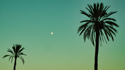Silhouette coconut palm trees on beach at sunset. Vintage tone