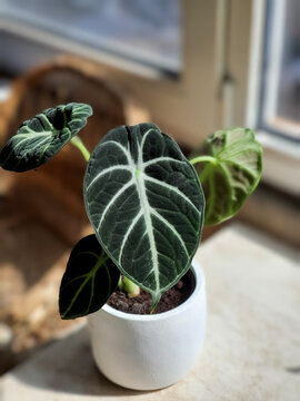 Alocasia Ninja (Alocasia reginula), potted houseplant growing indoor