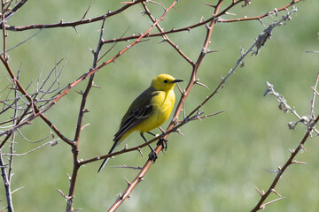 Citrine wagtail sitting on a tree branch