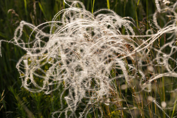 Flowering feather grass close-up
