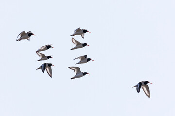 A flock of Eurasian oystercatcher flying in the sky