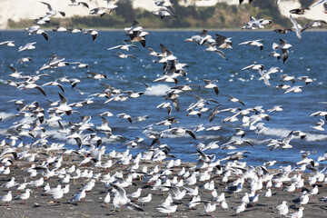 A large flock of flying seagulls on the ocean