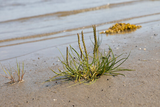 A small bush of Triglochin maritima in the littoral of the White Sea
