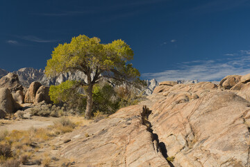 Lone Pine, California, United States – A lone yellow green cottonwood tree surrounded by the rock formations of the Alabama Hills, Eastern Sierras, Inyo County, California. - obrazy, fototapety, plakaty