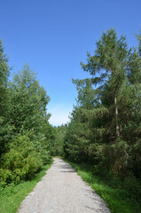 Fototapeta na wymiar Waldweg unter blauem Himmel