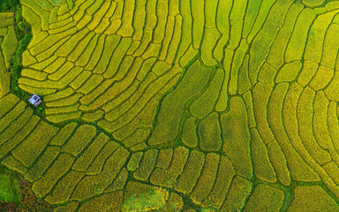rice terraces thailand