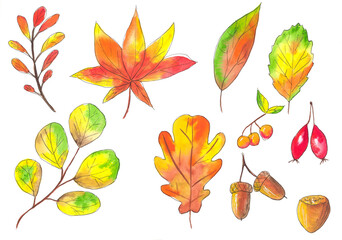 Autumn set, warm mood, orange color, watercolor illustration, autumn leaves, maple, oak, berries, autumn forest