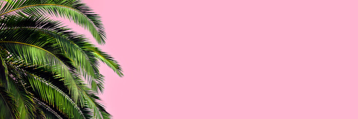 Fototapeta premium Green palm leaves on a pastel pink background. Long Summer Banner with copy space.
