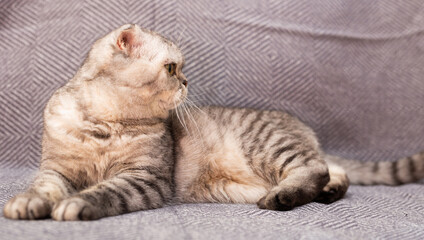 Cute gray scottish fold enjoys relaxing lying on gray sofa