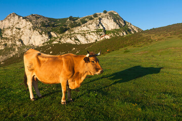 Fototapeta premium Mountain cow sits on a lawn in a national park