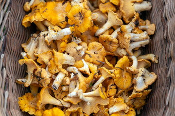 Freshly picked chanterelle mushrooms - 634711315