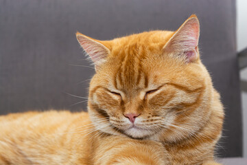 Fototapeta na wymiar close up beautiful sleepy orange cat on the armchair in the room in the afternoon