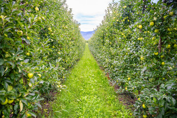 Fototapeta na wymiar Green apples in an apple plantation in South Tyrol, San Pietro town in Italy