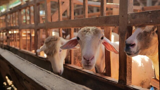 Some sheep munching on feed at the edge of a wooden enclosure while looking at the camera. Taken handheld in daylight.