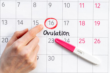 Female calendar with Ovulation day with pregnancy test