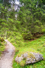 View from tourist walking in alpine forest on summer day. Hiker traveler hikking with beautiful forest landscape, Dolomites, Italy