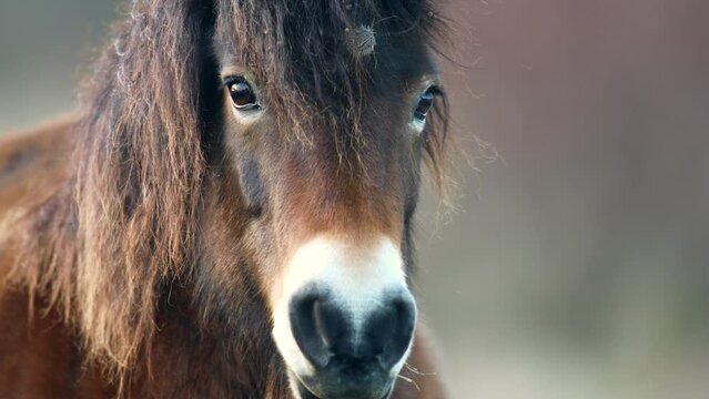 Closeup sunlit wild exmoor pony horse have rest standing in the middle of pasture in late autumn nature habitat in Milovice, Czech republic. Protected animals considered as horse ancestor