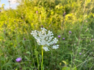 Obraz premium flowers in the field