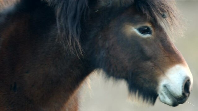 Closeup sunlit wild exmoor pony horse have rest standing in the middle of pasture in late autumn nature habitat in Milovice, Czech republic. Protected animals considered as horse ancestor