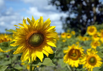 Sunflowers in the field