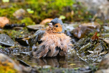 Buchfink (Fringilla coelebs)