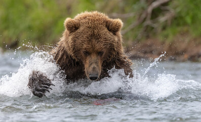 Obraz premium A brown bear fishing for salmon in Alaska 