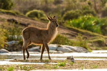 waterbuck (Kobus ellipsiprymnus) standing in an almost dry river in Kruger national park in south africa