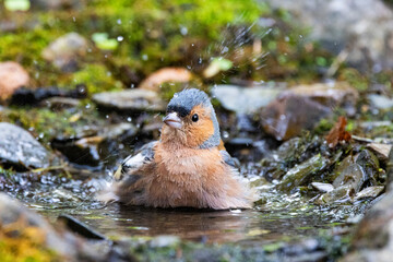 Buchfink (Fringilla coelebs)