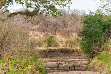 waterbuck (Kobus ellipsiprymnus) standing in an almost dry river in Kruger national park in south africa