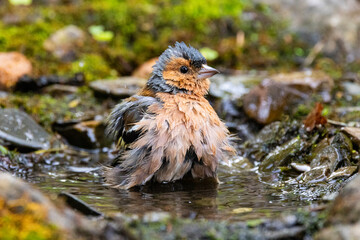 Buchfink (Fringilla coelebs)