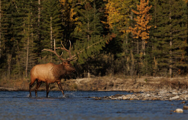 Bull Elk in a River in the Rockies