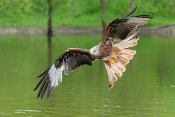 Red Kite (Milvus milvus) flying and trying to pick up some food from the water in Gelderland in the Netherlands    
