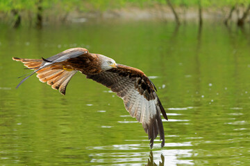 Red Kite (Milvus milvus) flying and trying to pick up some food from the water in Gelderland in the Netherlands    