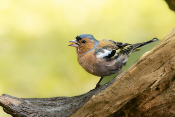 Buchfink (Fringilla coelebs)