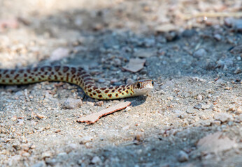 Up close with a racer snake