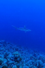 Fototapeta na wymiar hammerhead shark