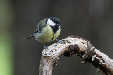Kohlmeise (Parus major)