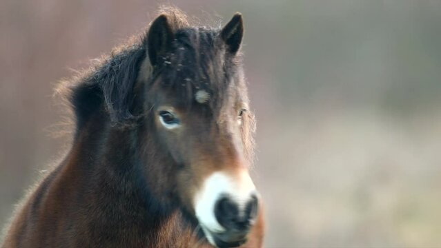Closeup sunlit wild exmoor pony horse have rest standing in the middle of pasture in late autumn nature habitat in Milovice, Czech republic. Protected animals considered as horse ancestor