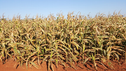 Plantação de milho amadurecendo.