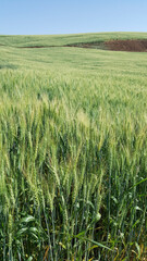 Composição vertical de paisagem de plantação de trigo do norte paranaense brasileiro.