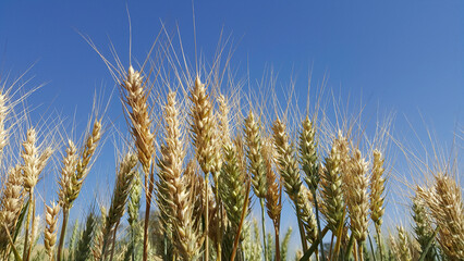 Espigas de grãos de trigo maduros e verdes em contraste com céu azul ao fundo. © Jorge F. Filho