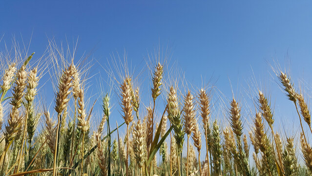 Espigas de grãos de trigo maduros e verdes em contraste com céu azul ao fundo.