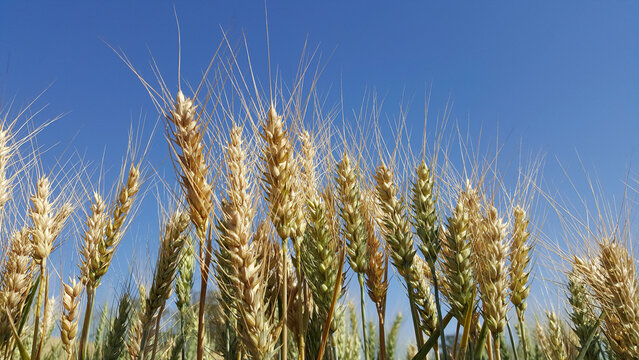 Espigas de gr&atilde;os de trigo maduros e verdes em contraste com c&eacute;u azul ao fundo.
