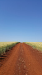 Fototapeta na wymiar Composição vertical de paisagem com estrada de terra vermelha do norte paranaense brasileiro, margeada com plantação de trigo.