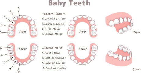 乳歯・Milk teeth・baby teeth・Primary teeth・illustration・イラスト