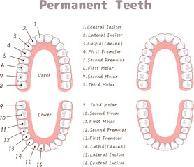 永久歯・歯・歯の名称・Teeth・permanent teeth Chart・イラスト・illustration © 川本まる