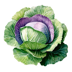 Water color cabbage illustration png clip art - obrazy, fototapety, plakaty