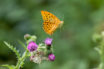 Kaisermantel, Silberstrich (Argynnis paphia) 