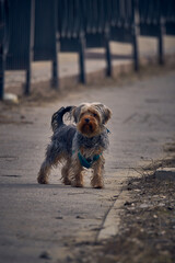 yorkshire terrier on the beach